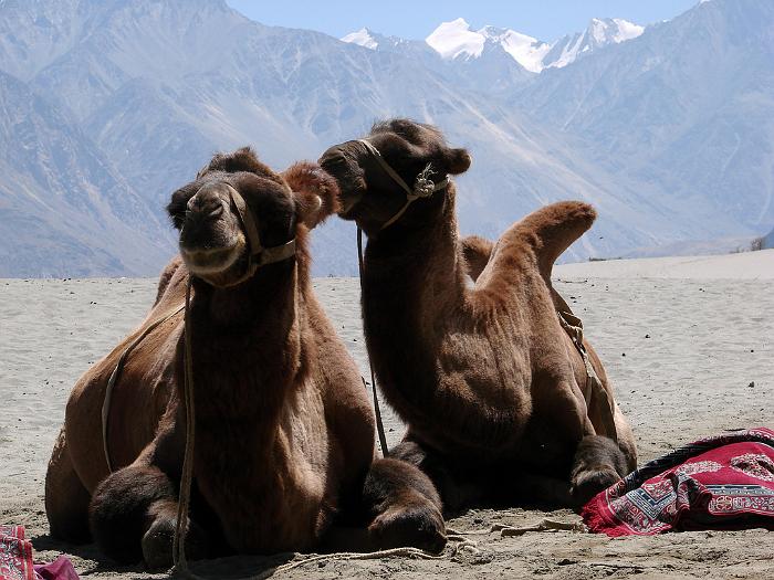 Bactrian_Camel_Ladakh