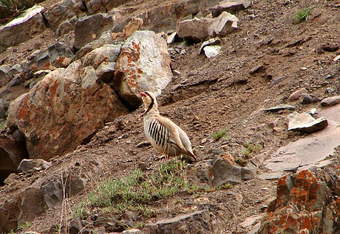 Chukar_Partridge