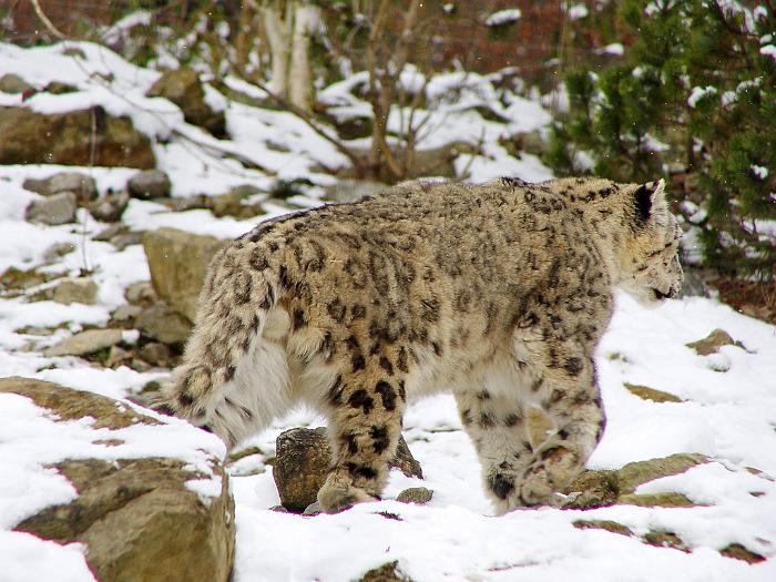 lepard_ladakh