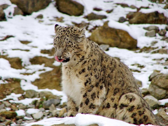 lepard_ladakh_1