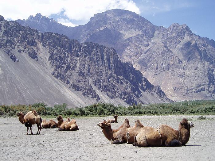 wielblady_Ladakh