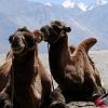 Bactrian_Camel_Ladakh