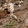 Chukar_Partridge