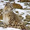 ladakh_leopard_sniezny