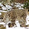 lepard_ladakh