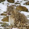 lepard_ladakh_1