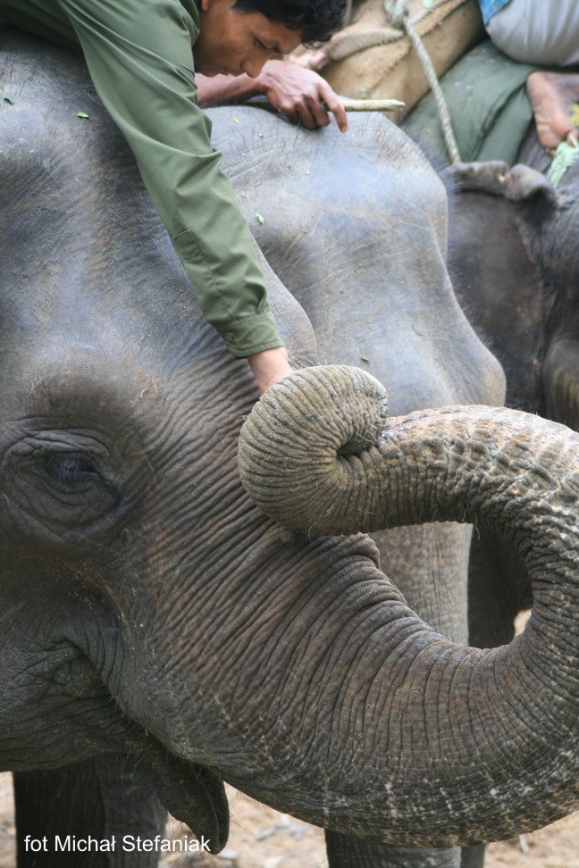 Słonie w rezerwacie Chitwan w Nepalu