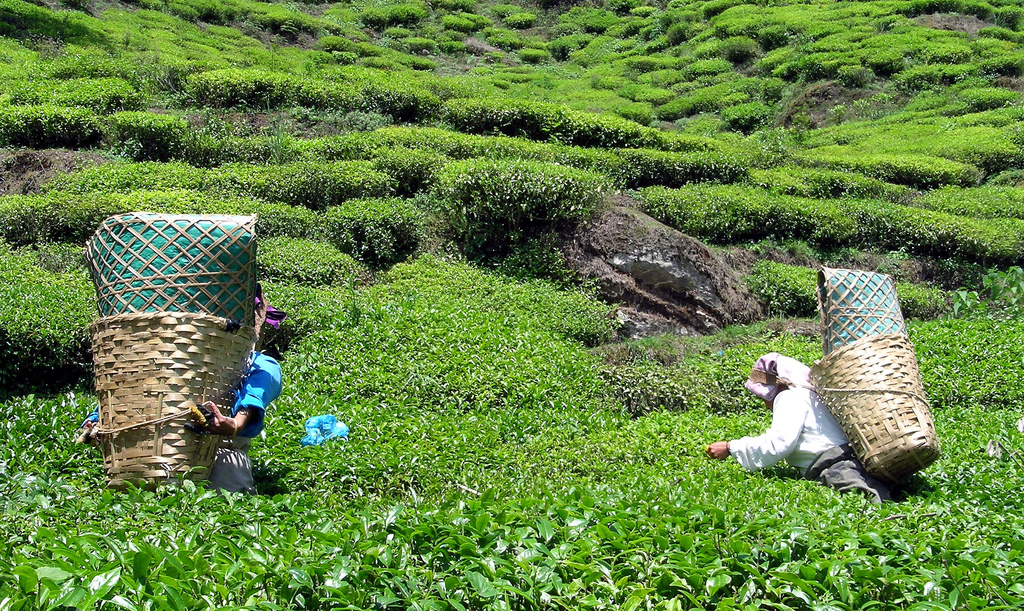 Darjeeling wyprawy glob net herbata